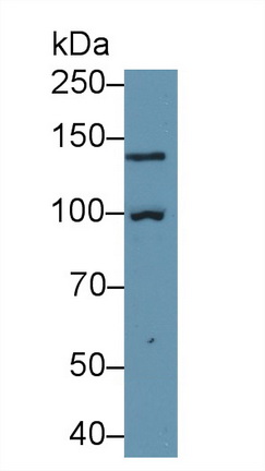 13446