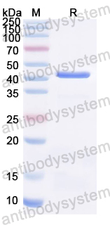 YWB95901, SDS-PAGE
