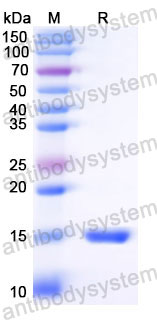 Валидация SDS-PAGE - AntibodySystem RHJ83301