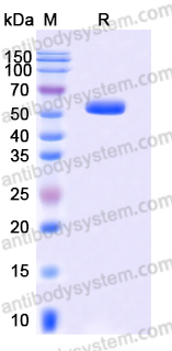 AHD68902, SDS-PAGE