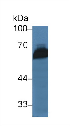 14239