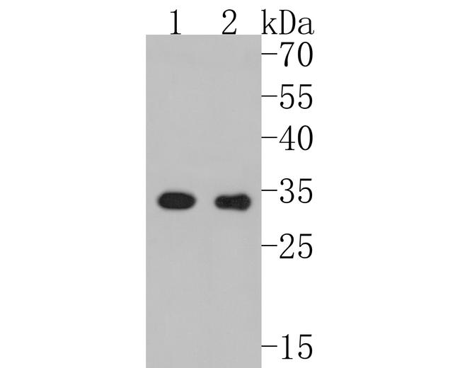 Валидация AssayVector ARM1756(2158)