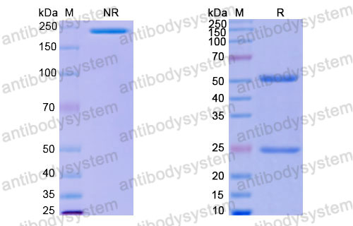 Валидация SDS-PAGE - AntibodySystem RHJ92823
