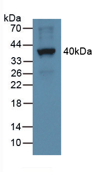 55463