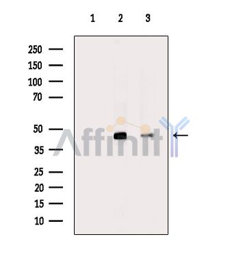 Валидация Affinity DF14586 - 10595
