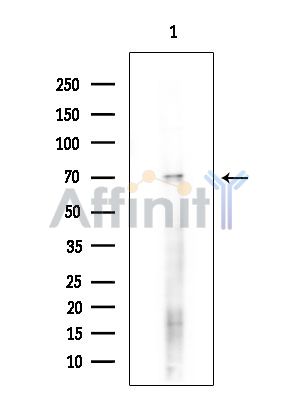 Валидация Affinity DF15948 - 12464