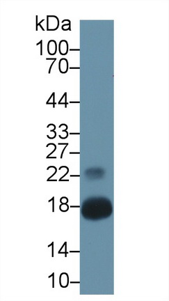 10273