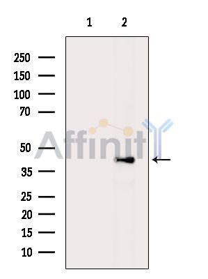 Валидация Affinity DF15862 - 12370