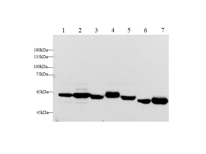 Валидация Elabscience E-AB-40448