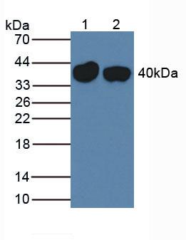 5976