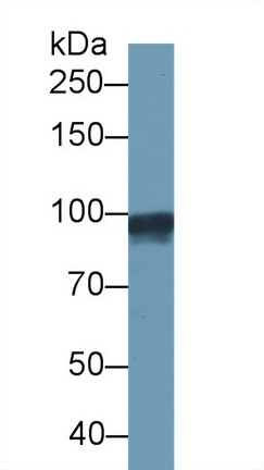 10515