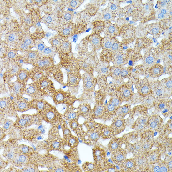 Валидация Elabscience E-AB-60347