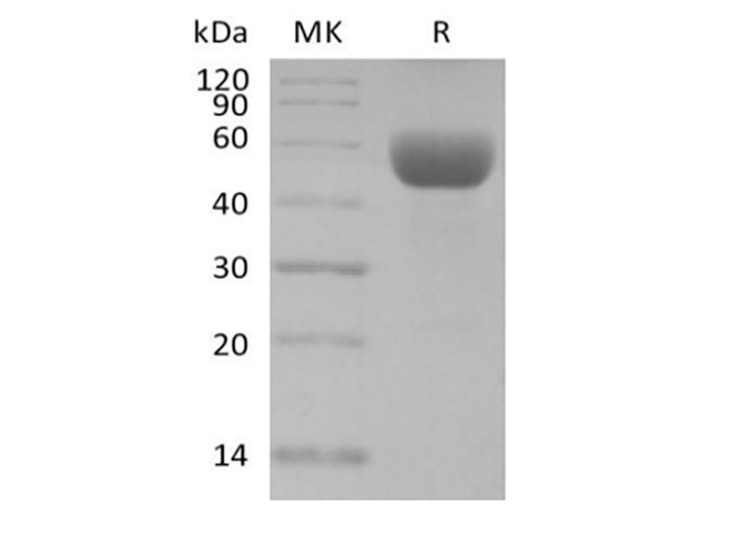 Валидация Elabscience PKSM041400(5276)