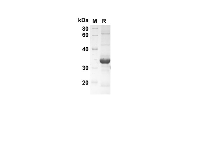 Валидация Elabscience PDEM100141(494)