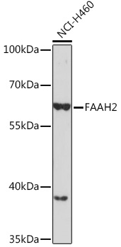 Валидация Elabscience E-AB-92090
