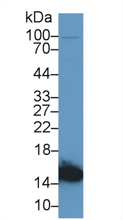 13059