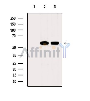 Валидация Affinity DF4034 - 15289