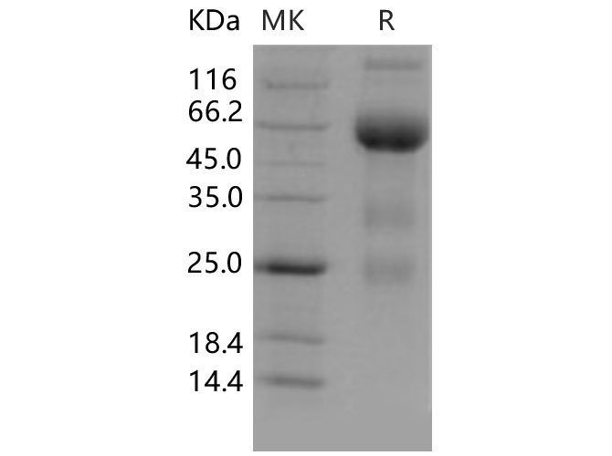 Валидация Elabscience PKSM040597(4583)
