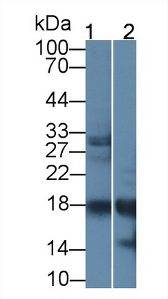 52911