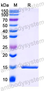 Валидация SDS-PAGE - AntibodySystem RHB93201