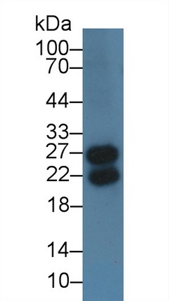 9267
