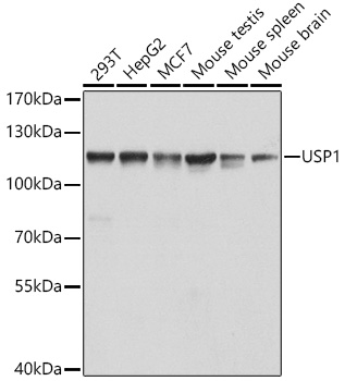 Валидация Elabscience E-AB-62259