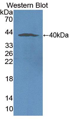 58082