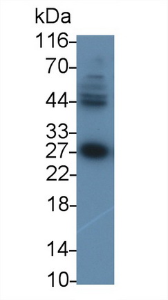 64226