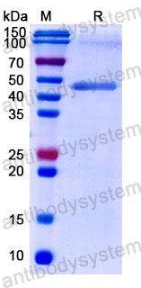 Валидация SDS-PAGE - AntibodySystem DHK09501