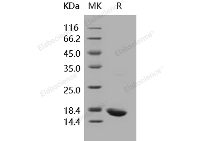 Валидация Elabscience PKSH031839(2465)