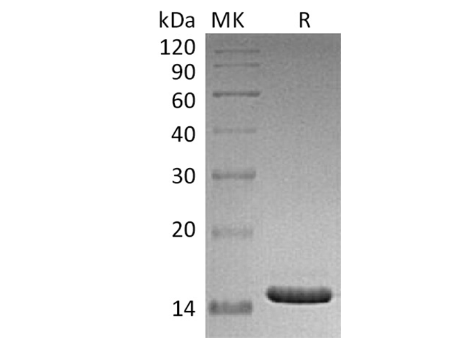 Валидация Elabscience PKSH033725(4003)