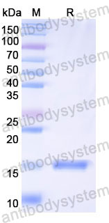 Валидация SDS-PAGE - AntibodySystem RHK26801