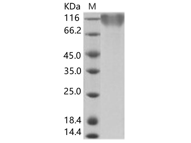 Валидация Elabscience PKSV030172(5949)