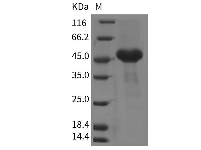 Валидация Elabscience PKSM040341(4345)