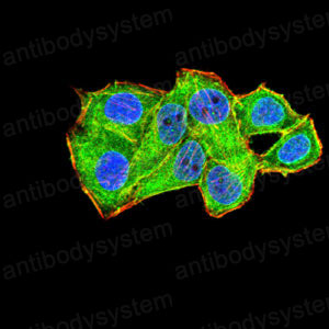 Валидация IF - AntibodySystem RHG52102