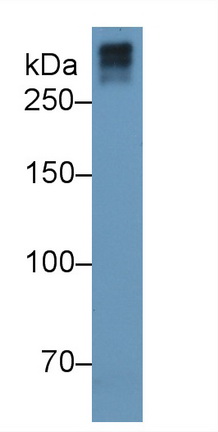 10491