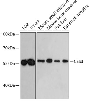 Валидация Elabscience E-AB-65485