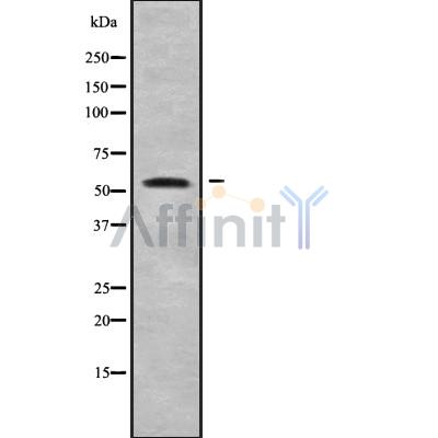 Валидация Affinity DF9033 - 21270