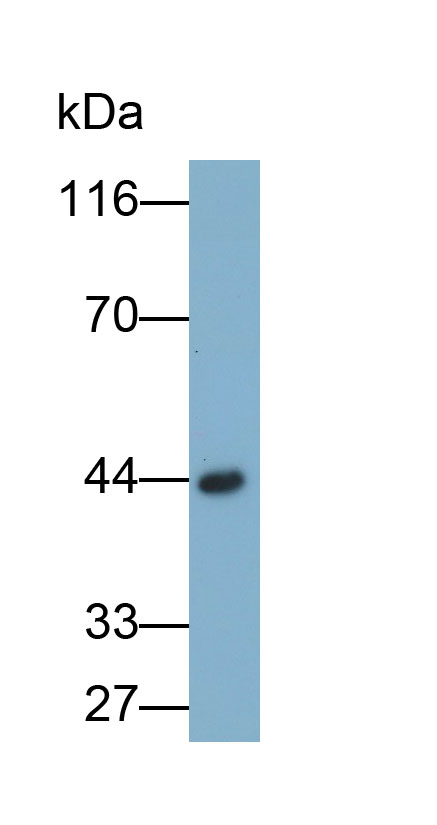 1737