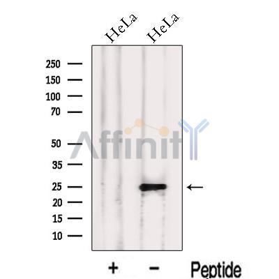 Валидация Affinity DF13130 - 8057