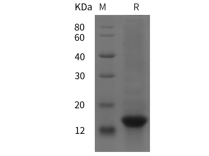 Валидация Elabscience PDEH100872(306)