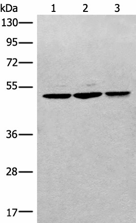 Валидация Elabscience E-AB-52628