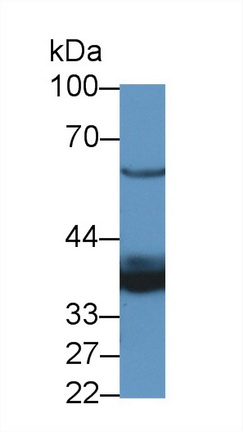 14045