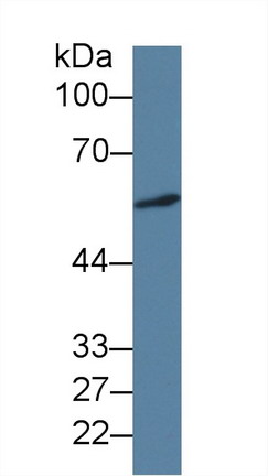 10498