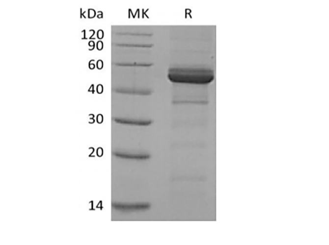 Валидация Elabscience PKSH033996(4226)