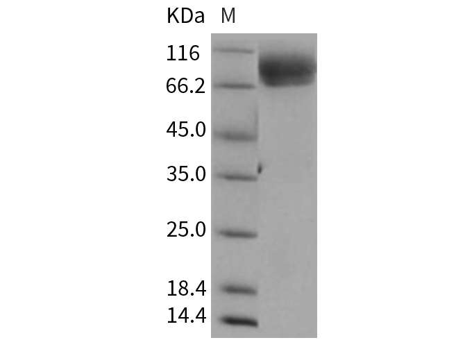Валидация Elabscience PKSR030308(5652)