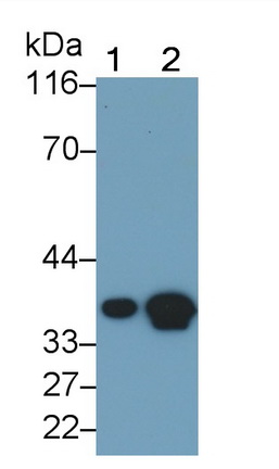 26055