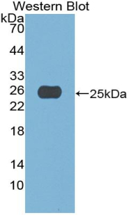 55783
