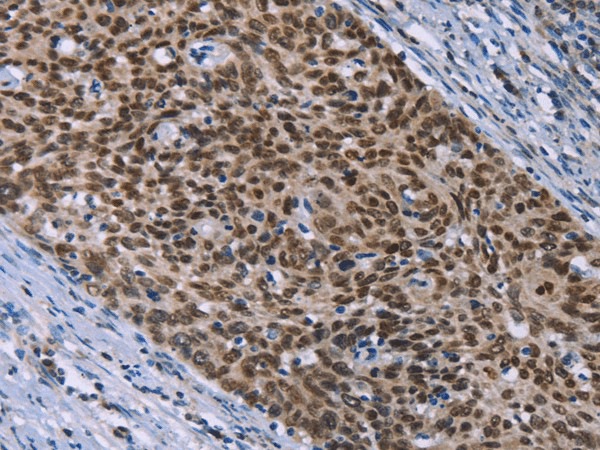 Валидация Elabscience E-AB-17331