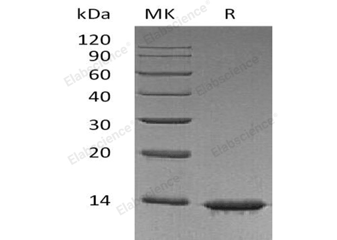 Валидация Elabscience PKSH032688(3120)